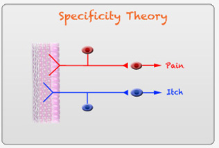 Specificity Theory